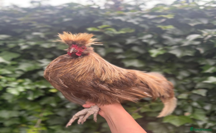 Chickens poultry - Advert 5
