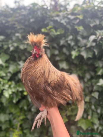 Chickens poultry - Advert 5