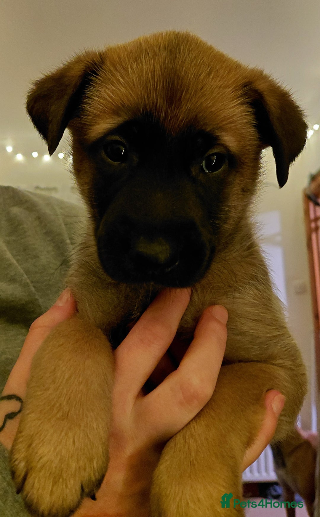 Belgian Shepherd Dog dogs for sale:  beautiful belgain mali only 1 left - Advert 3