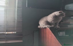 British Shorthair cats for sale: Beautiful British Shorthair kittens - Image 28