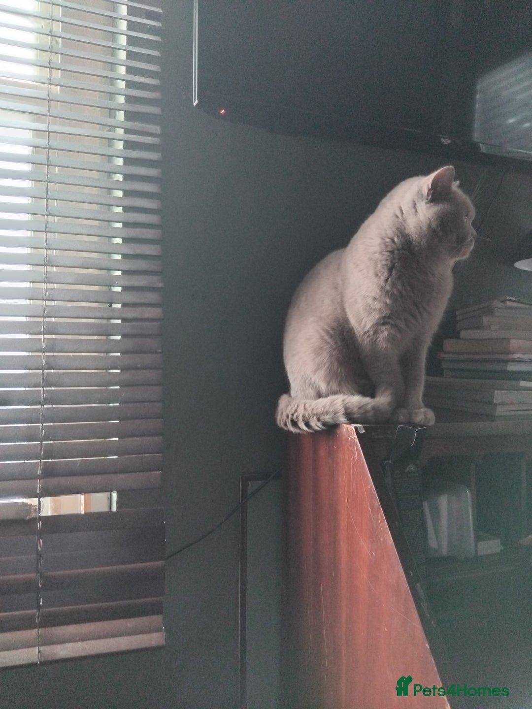British Shorthair cats for sale: Beautiful British Shorthair kittens - Image 28
