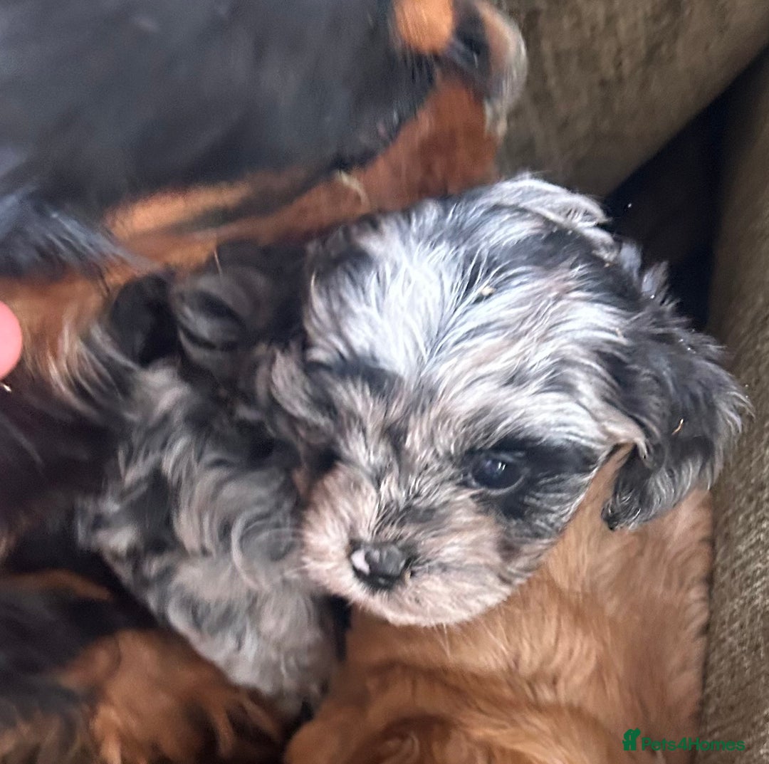 Cavapoo dogs for sale: Cavapoo puppies - Image 4