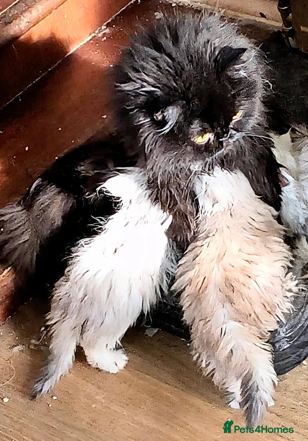 Persian cats for sale:  Persian Silver Shaded/Tipped kittens ready now - Advert 1