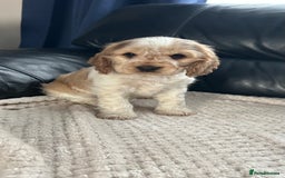 Cocker Spaniel dogs for sale: Gorgeous show type cocker spaniel  - Image 3