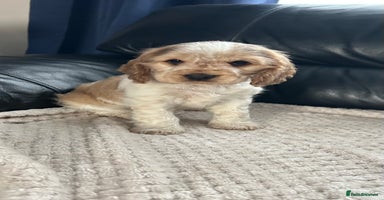 Cocker Spaniel dogs - Advert 7