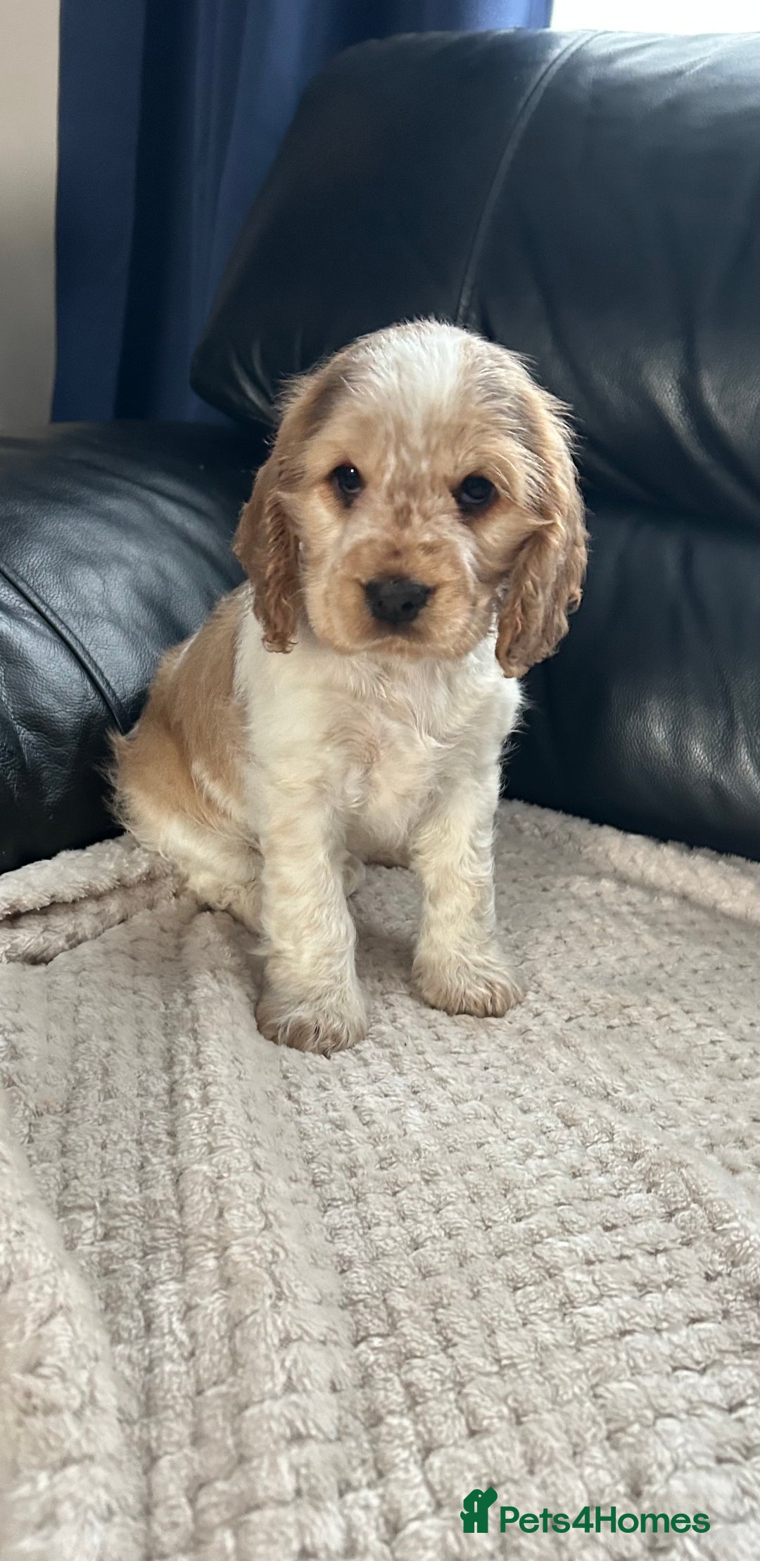 Cocker Spaniel dogs for sale: Gorgeous show type cocker spaniel  - Image 3