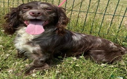 Cocker Spaniel dogs for sale: Healthy Loving Cocker Spaniels  - Image 2