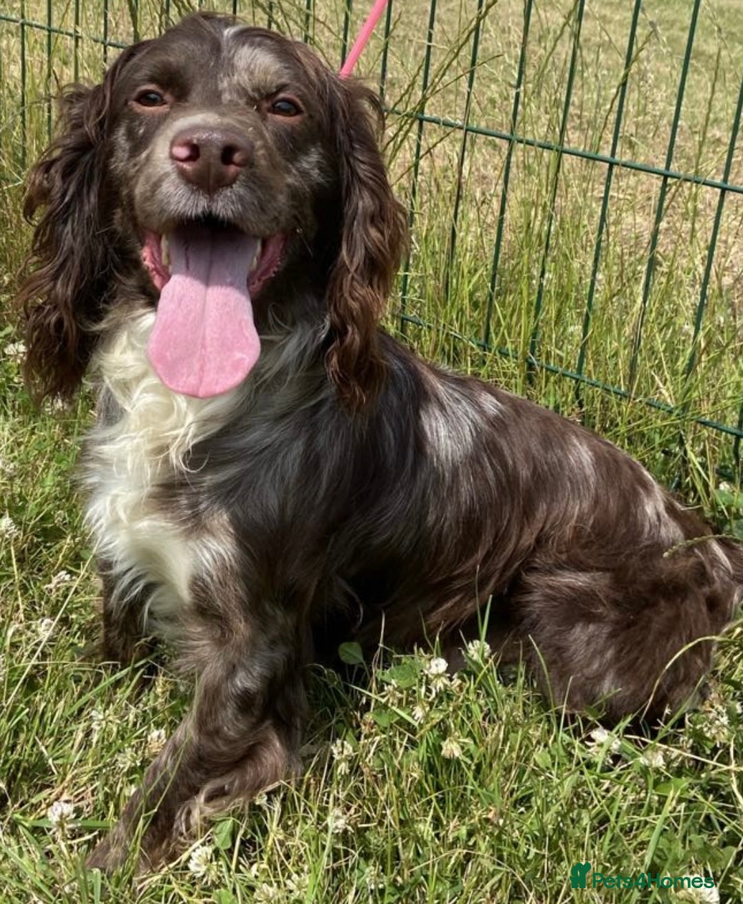 Cocker Spaniel dogs for sale: Healthy Loving Cocker Spaniels  - Image 2
