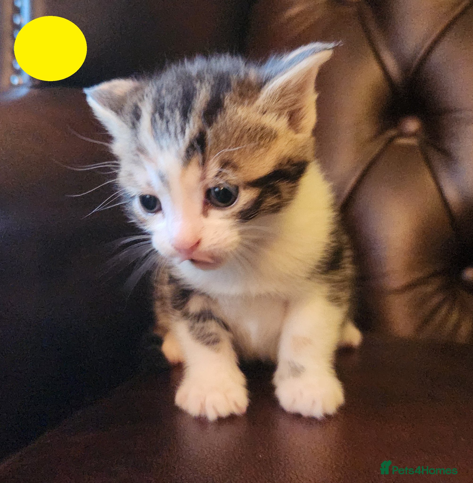 Mixed Breed cats Maine Coon / Norwegian Forest /  British Shorth X - Advert 13