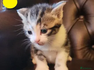 Mixed Breed cats Maine Coon / Norwegian Forest / British Shorth X - Advert 13