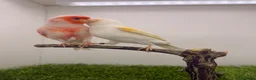 Canaries birds for sale: x2 very good quality red mosaic pairs  - Advert 4