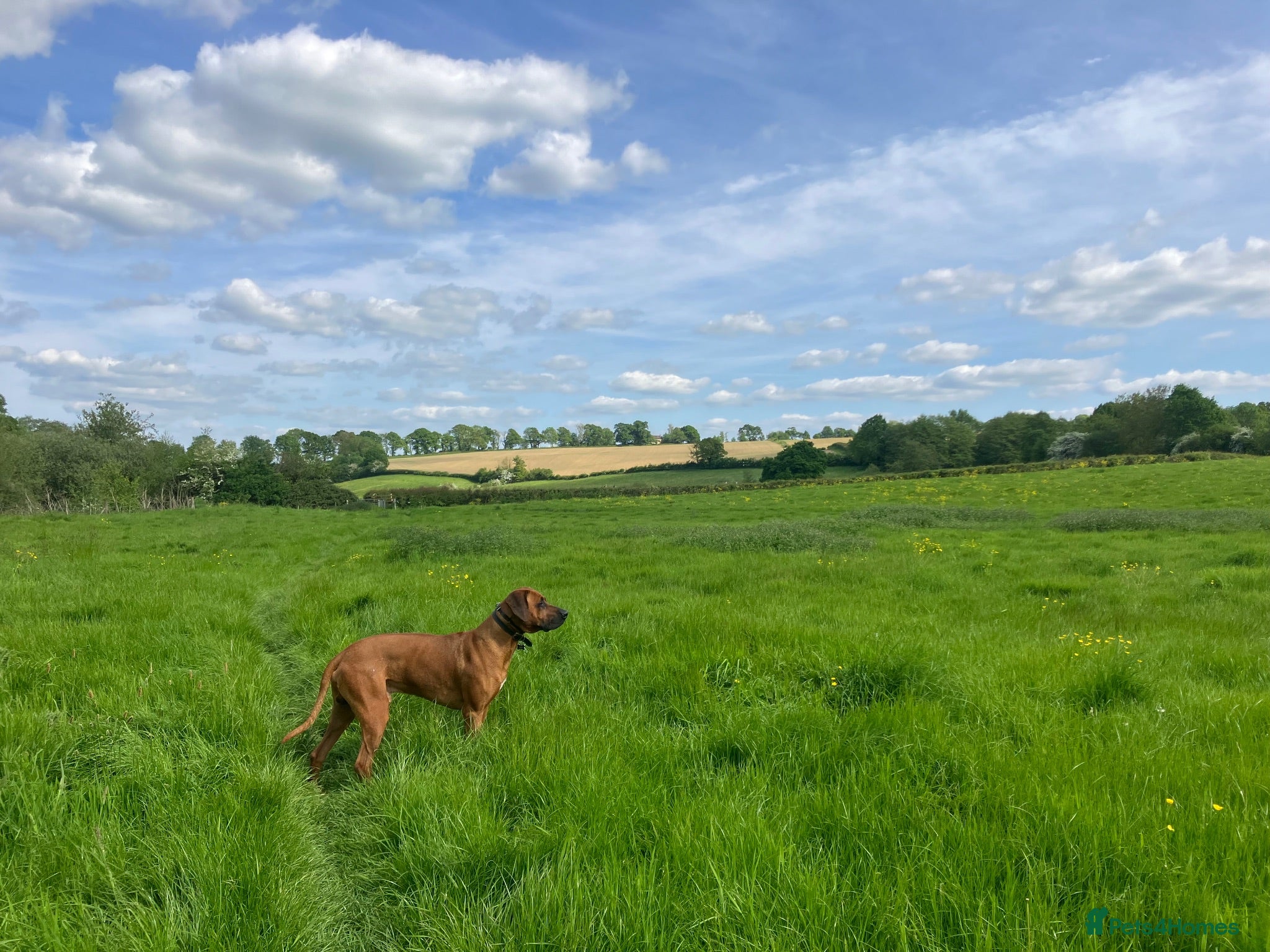 Rhodesian Ridgeback dogs Athletic RR for stud  - Advert 4
