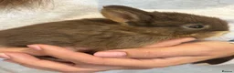 Netherland Dwarf rabbits for sale: Baby Netherland dwarf rabbits  - Advert 8