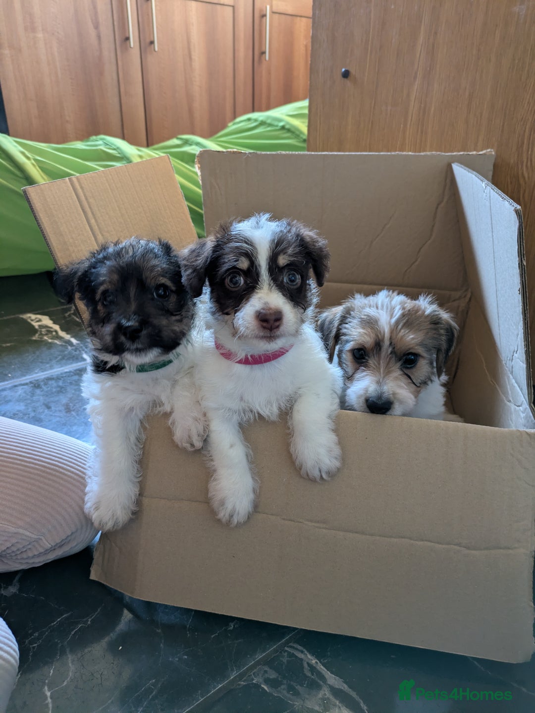 Mixed Breed dogs for sale: Pretty long soft coated Terrier Bitch - Advert 4