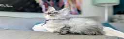 Maine Coon cats for sale: Beautiful Maine coon kittens - Advert 4