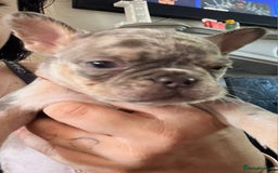 French Bulldog dogs for sale: Female merl - Image 1