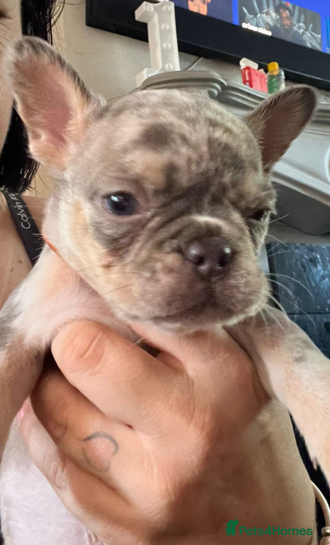 French Bulldog dogs for sale: Female merl - Image 1