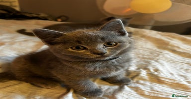 British Shorthair cats - Advert 8