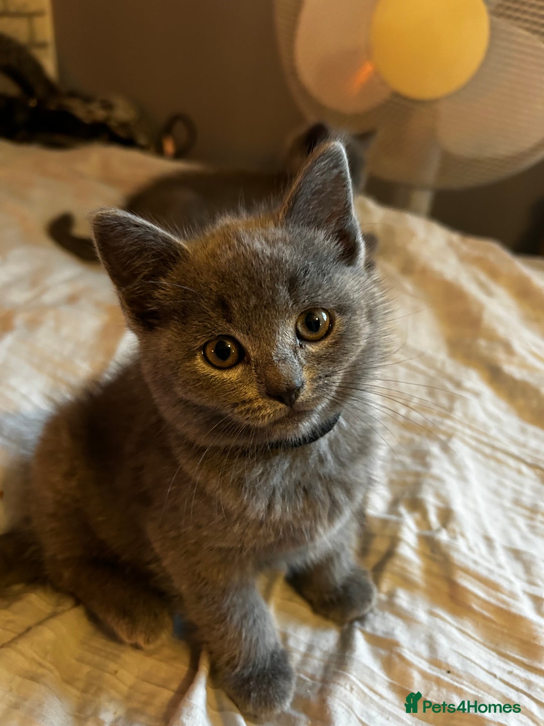British Shorthair cats for sale: British Shorthair  - Image 5
