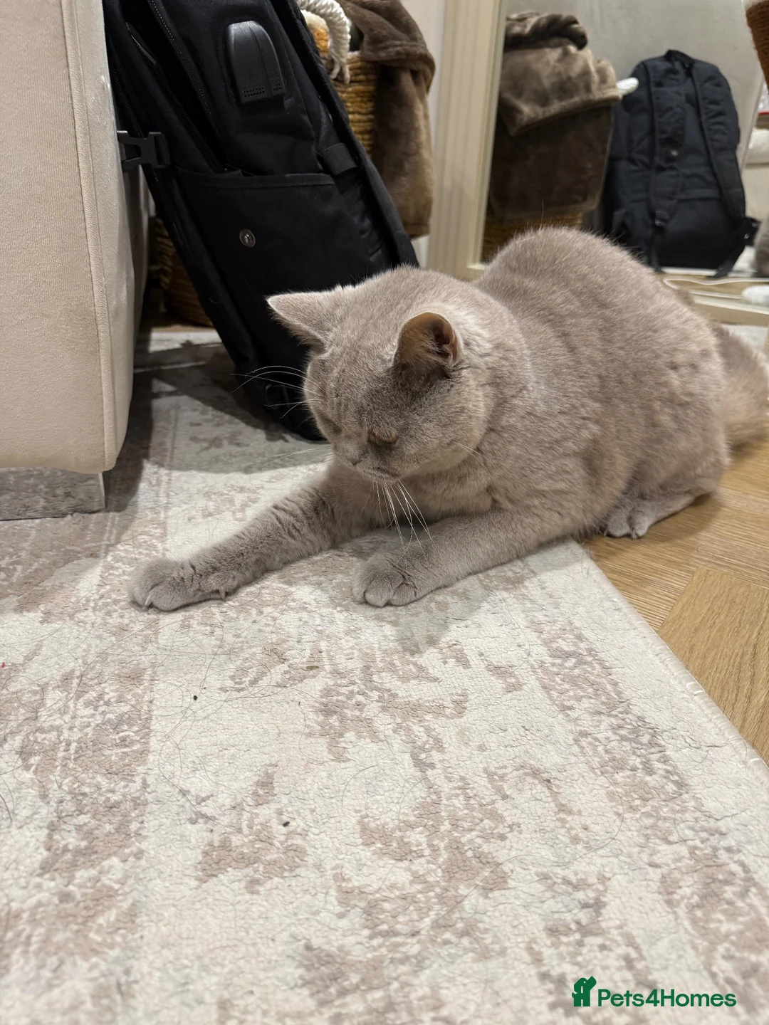 British Shorthair cats for sale: lilac british short hair - Advert 2