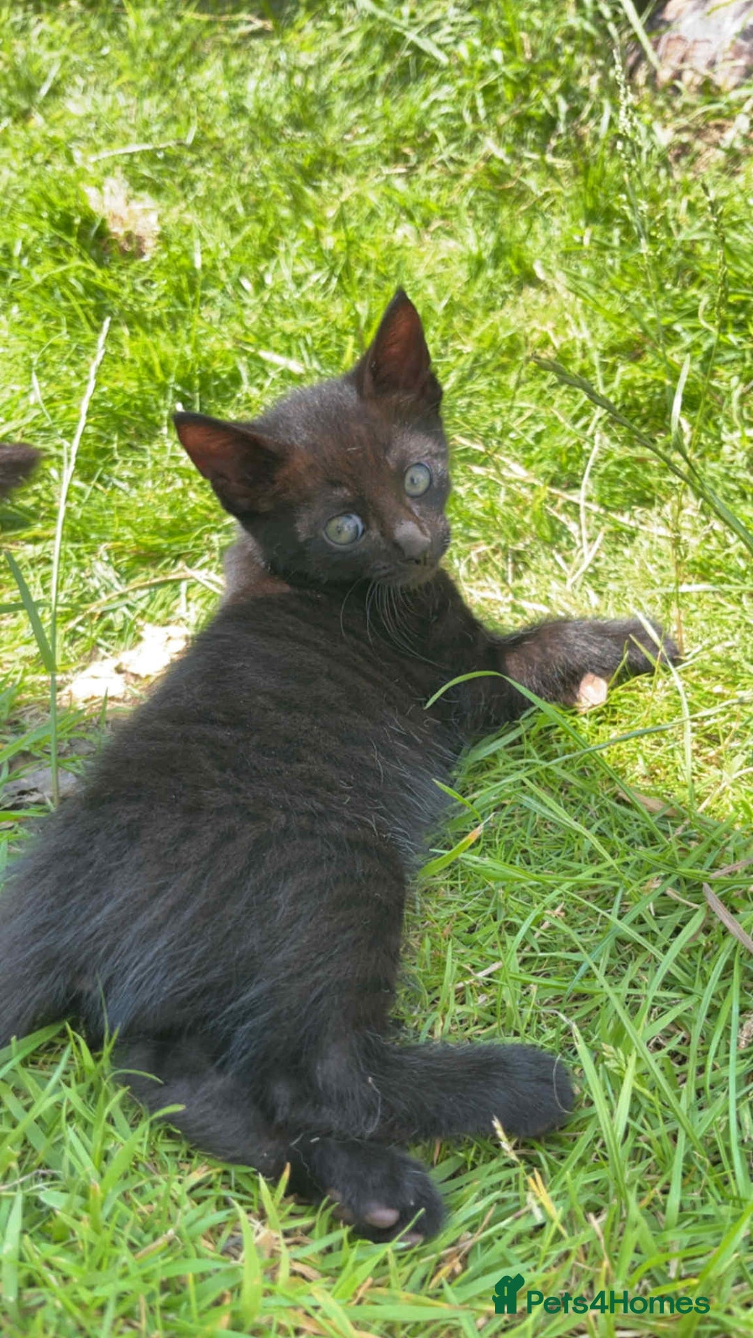 Mixed Breed cats for sale: Beautiful kittens  - Image 6