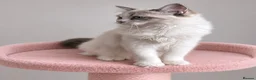 Ragdoll cats for sale: Beautiful TICA Registered Ragdoll Kittens - Advert 6