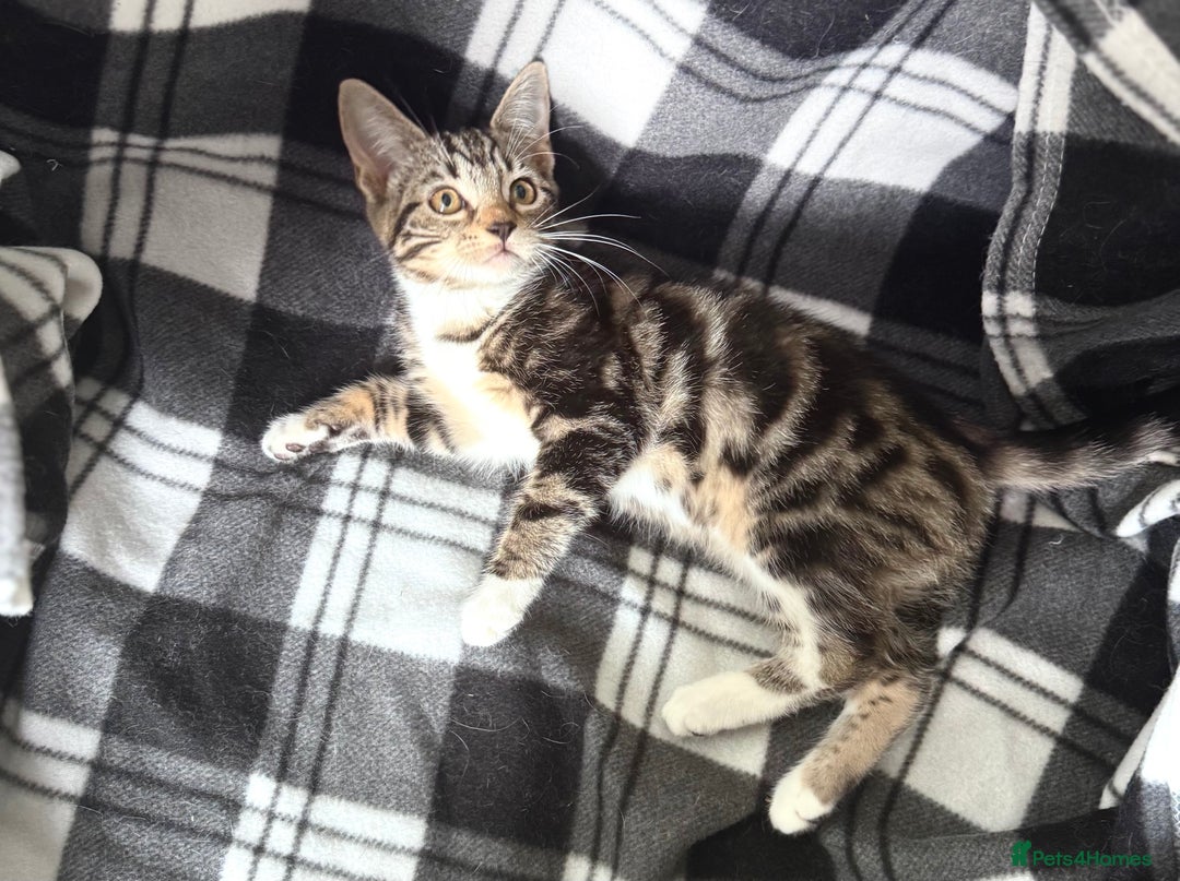 Mixed Breed cats for sale: 4 tabby kittens available  - Image 5