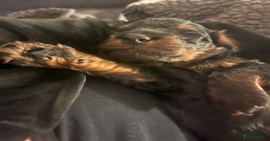 Cockapoo dogs Amazing F1b Cockapoos  - Advert 9