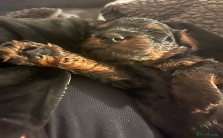 Cockapoo dogs - Advert 13