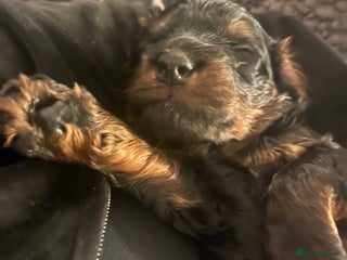 Cockapoo dogs Amazing F1b Cockapoos - Advert 3