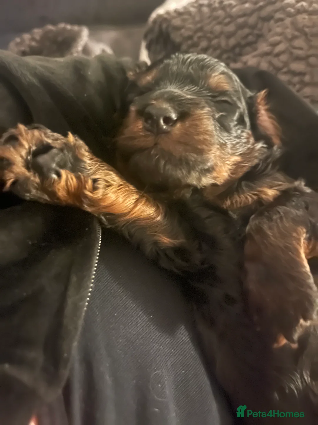 Cockapoo dogs for sale:  READY NOW!! 💙🐶💙2 boys Amazing F1b Cockapoos  - Advert 10