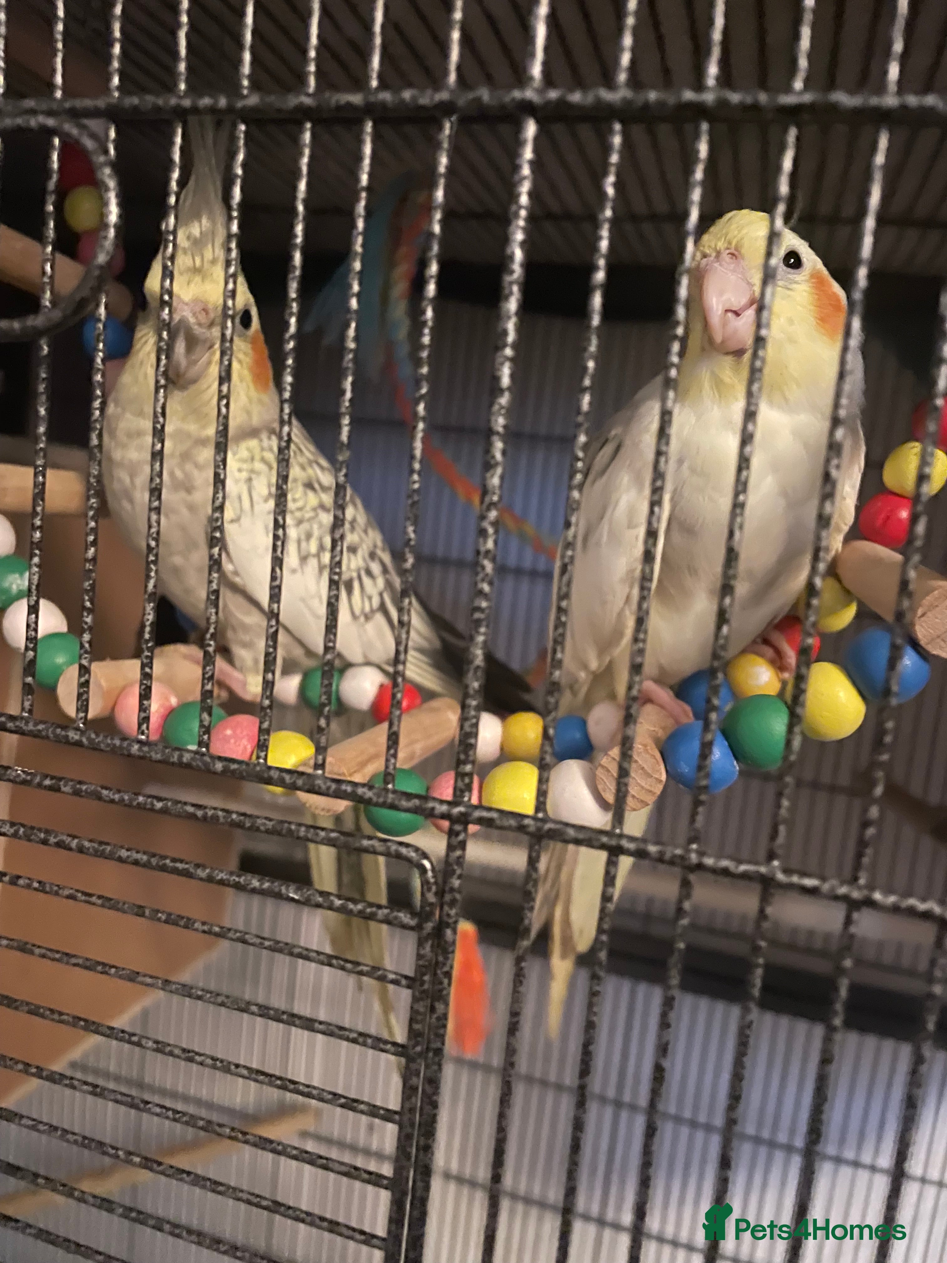 Cockatiels birds Baby cockatiels - Advert 1