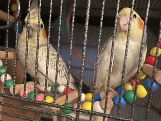 Cockatiels birds Baby cockatiels - Advert 1