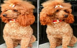 Miniature Poodle dogs for sale: MINIATURE-TOY POODLE PUPPIES AVAILABLE  - Image 5