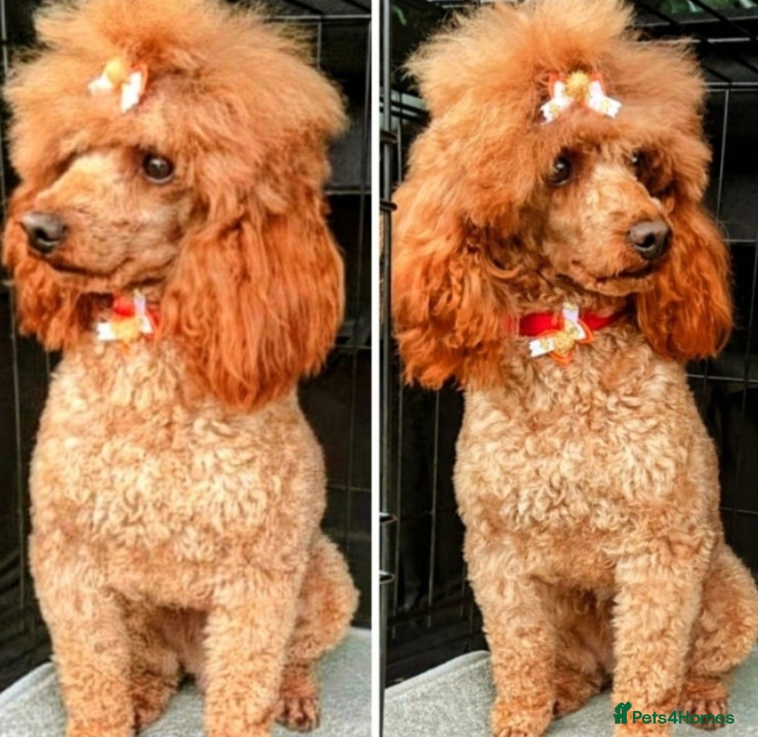 Miniature Poodle dogs for sale: MINIATURE-TOY POODLE PUPPIES AVAILABLE  - Image 5