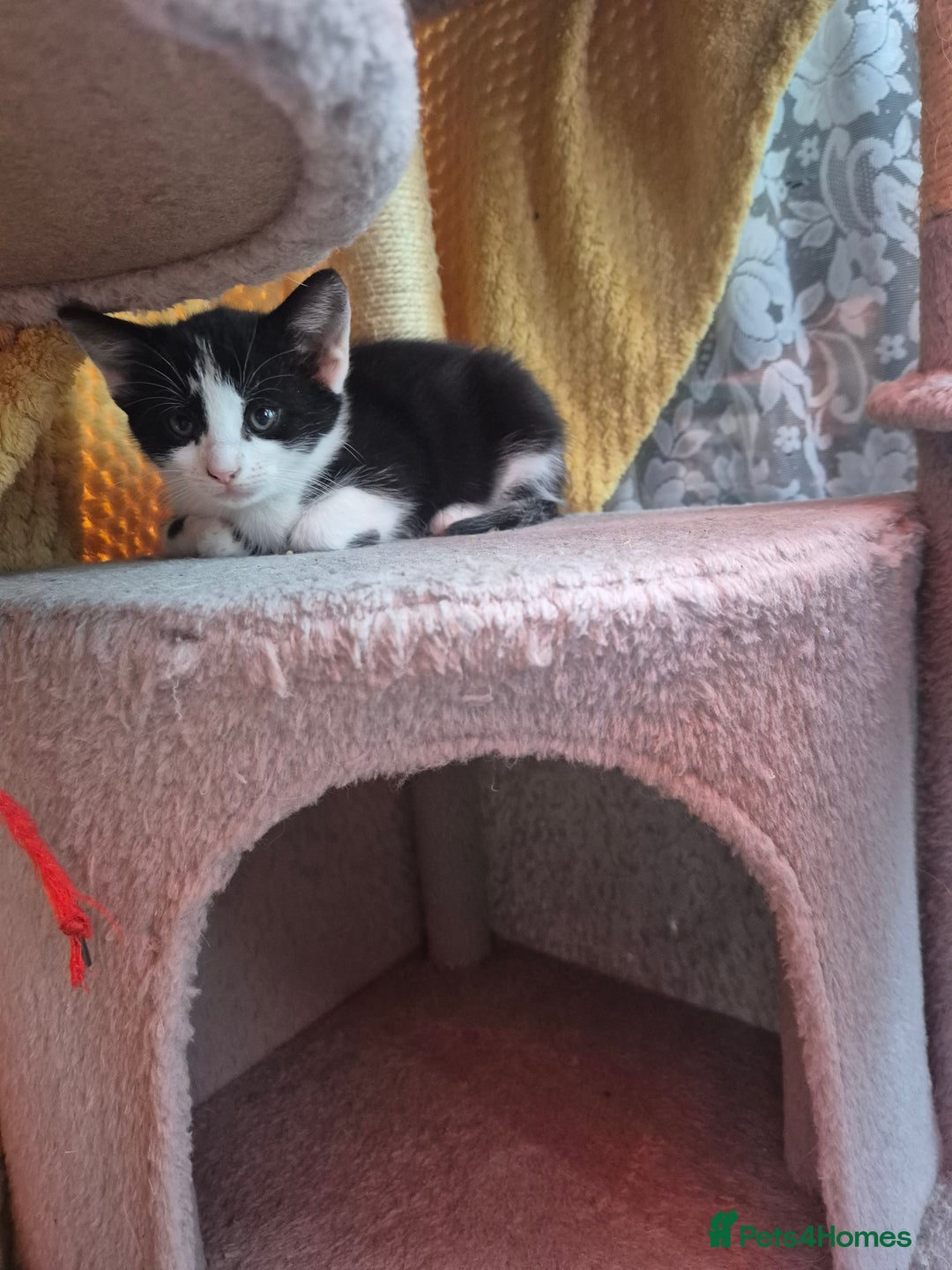 Mixed Breed cats for sale: Cute kitten - Advert 1