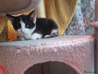 Mixed Breed cats Cute kitten - Advert 2