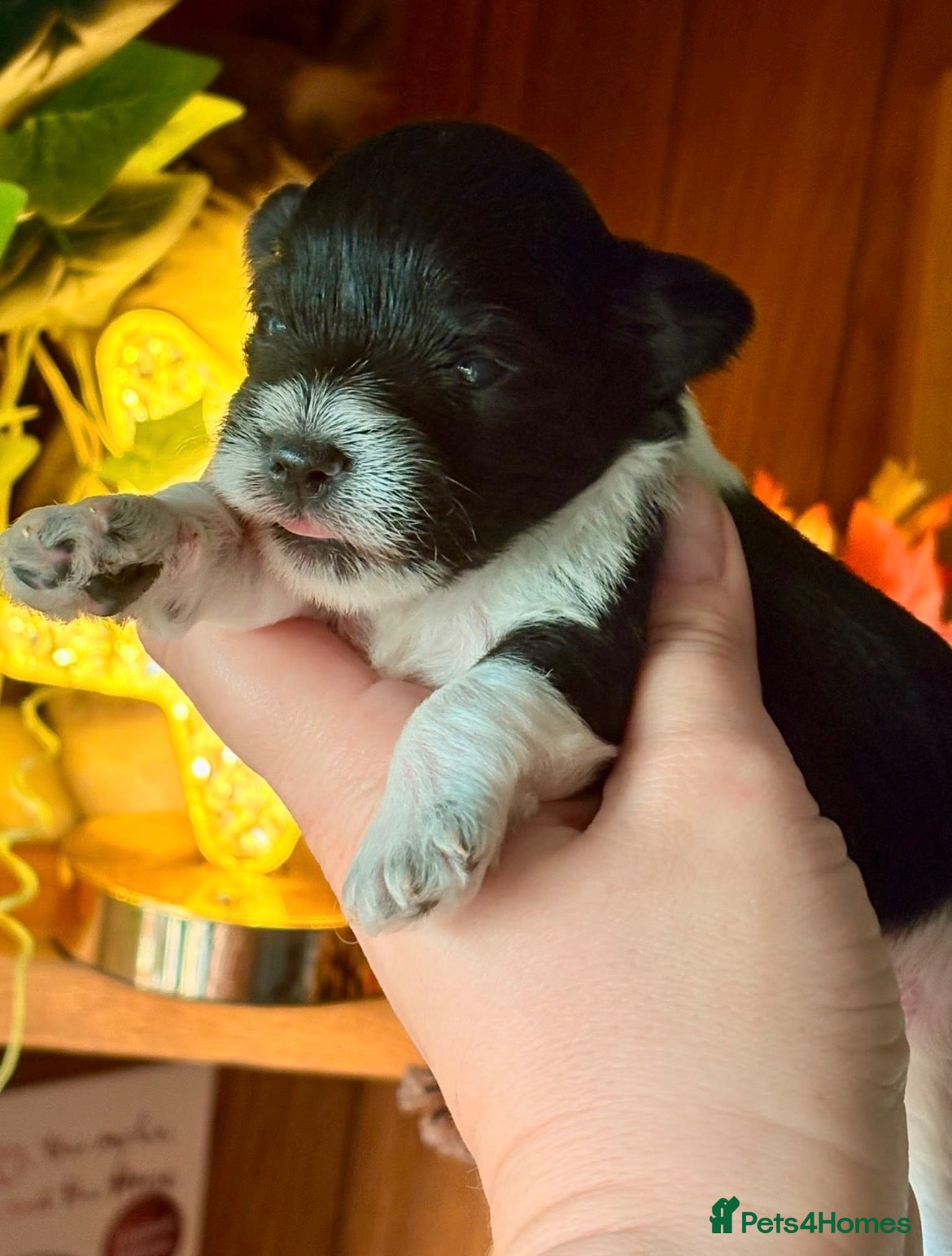Miniature Schnauzer dogs KC BVA/MAC B&W Parti Miniature Schnauzer Boy - Advert 11