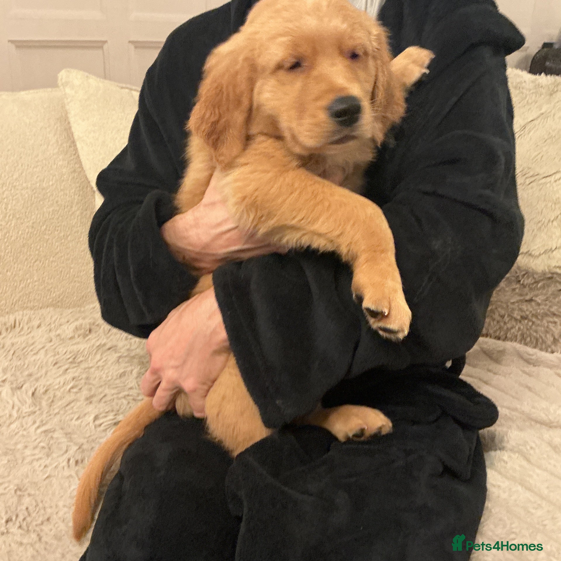 Golden Retriever dogs for sale: Gorgeous golden Retriever Puppies - Ready Now - Advert 2