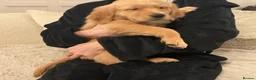 Golden Retriever dogs for sale: Gorgeous golden Retriever Puppies - Ready Now in Brierley Hill - Advert 2