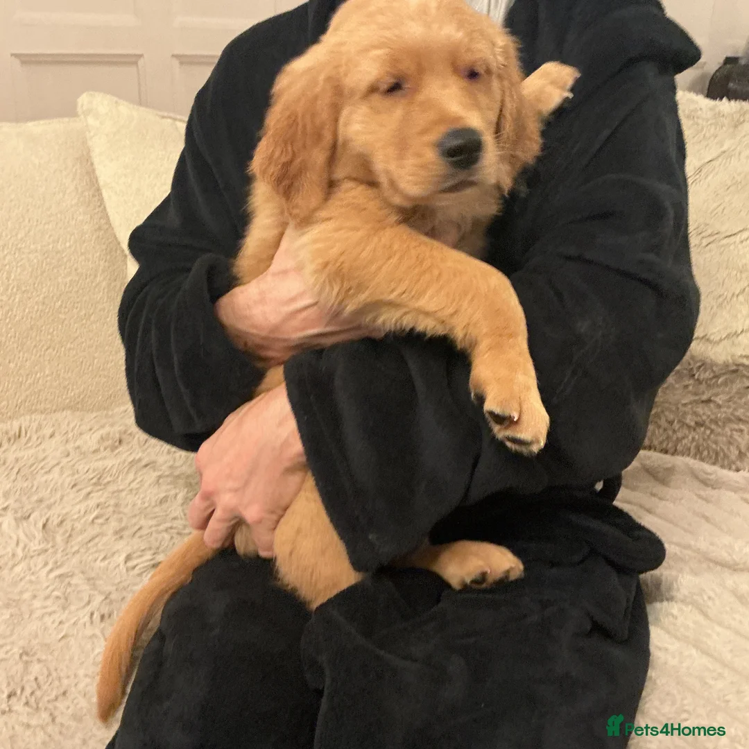 Golden Retriever dogs for sale: Gorgeous golden Retriever Puppies - Ready Now in Brierley Hill - Advert 2