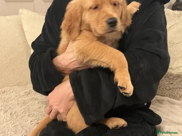 Golden Retriever dogs for sale: Gorgeous golden Retriever Puppies - Ready Now - Advert 2