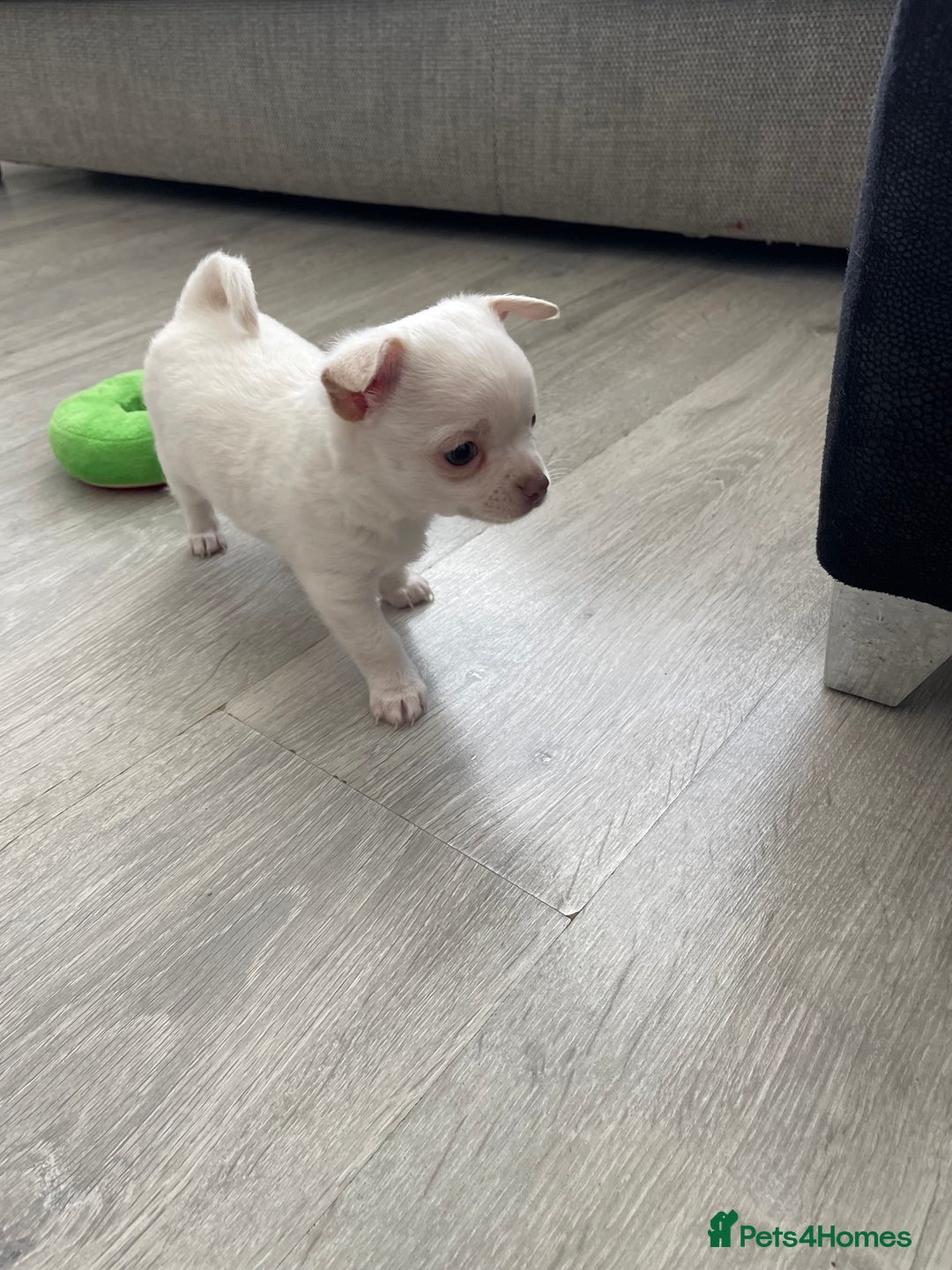 Chihuahua dogs for sale: Chihuahua male puppy  in Fleetwood - Image 16