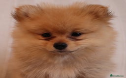 Pomeranian dogs for sale: Purebred Pomeranian Pups Raised with Love in LDN - Image 27