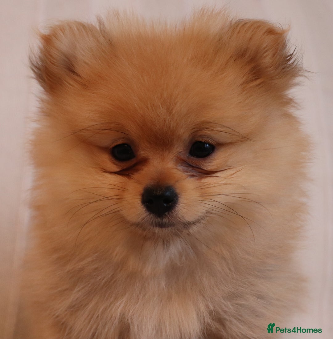 Pomeranian dogs for sale: Purebred Pomeranian Pups Raised with Love in LDN - Image 27