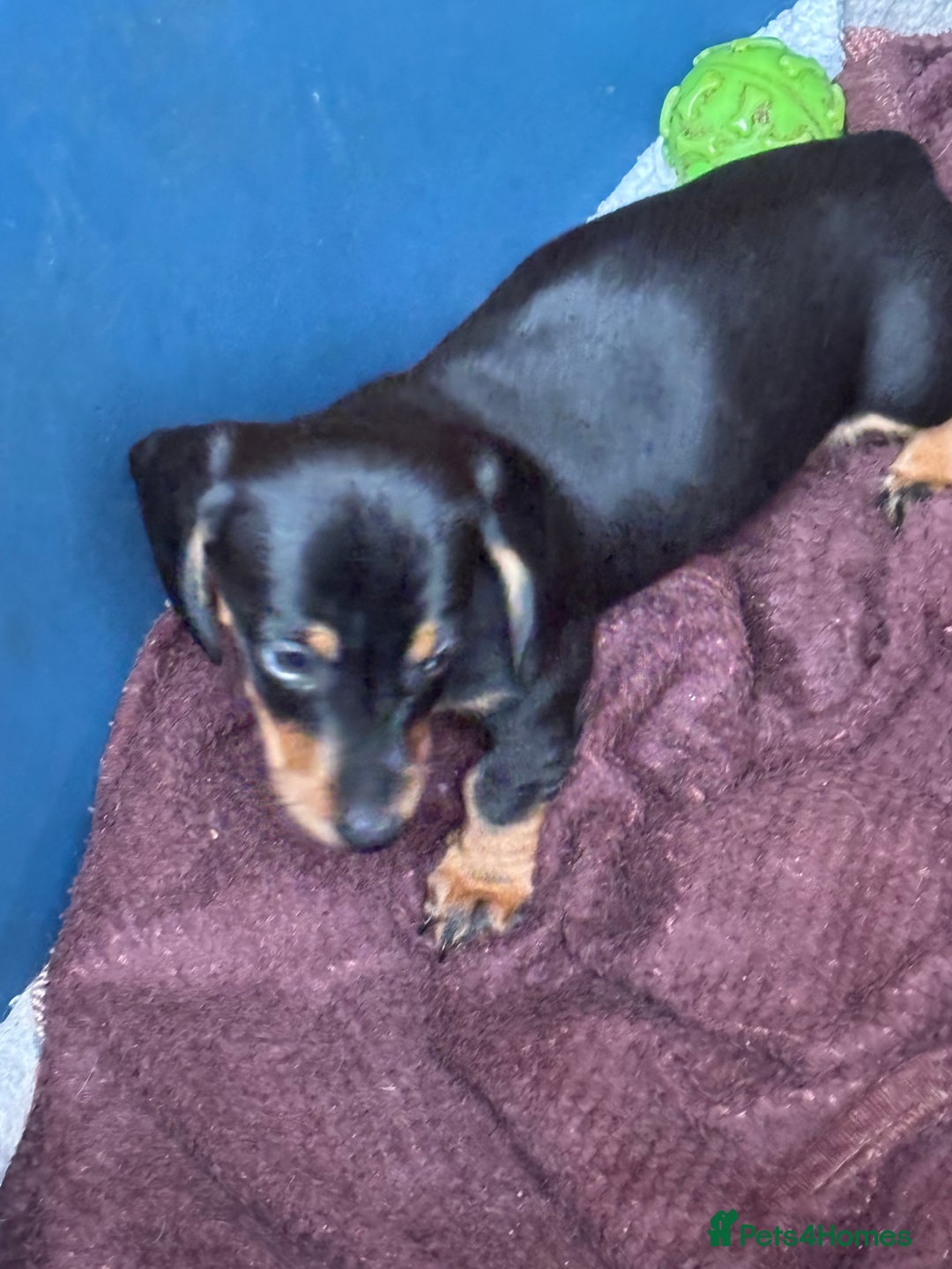 Miniature Dachshund dogs for sale: Miniature dachshund smooth hair pups  - Image 33