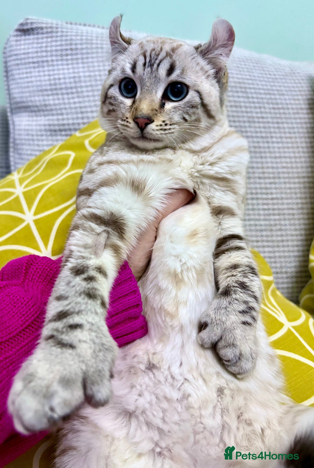 Keetso cats for sale: Super wild looking poly curled eared leopard  - Advert 6