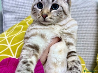 Keetso cats Super wild looking poly curled eared leopard - Advert 7