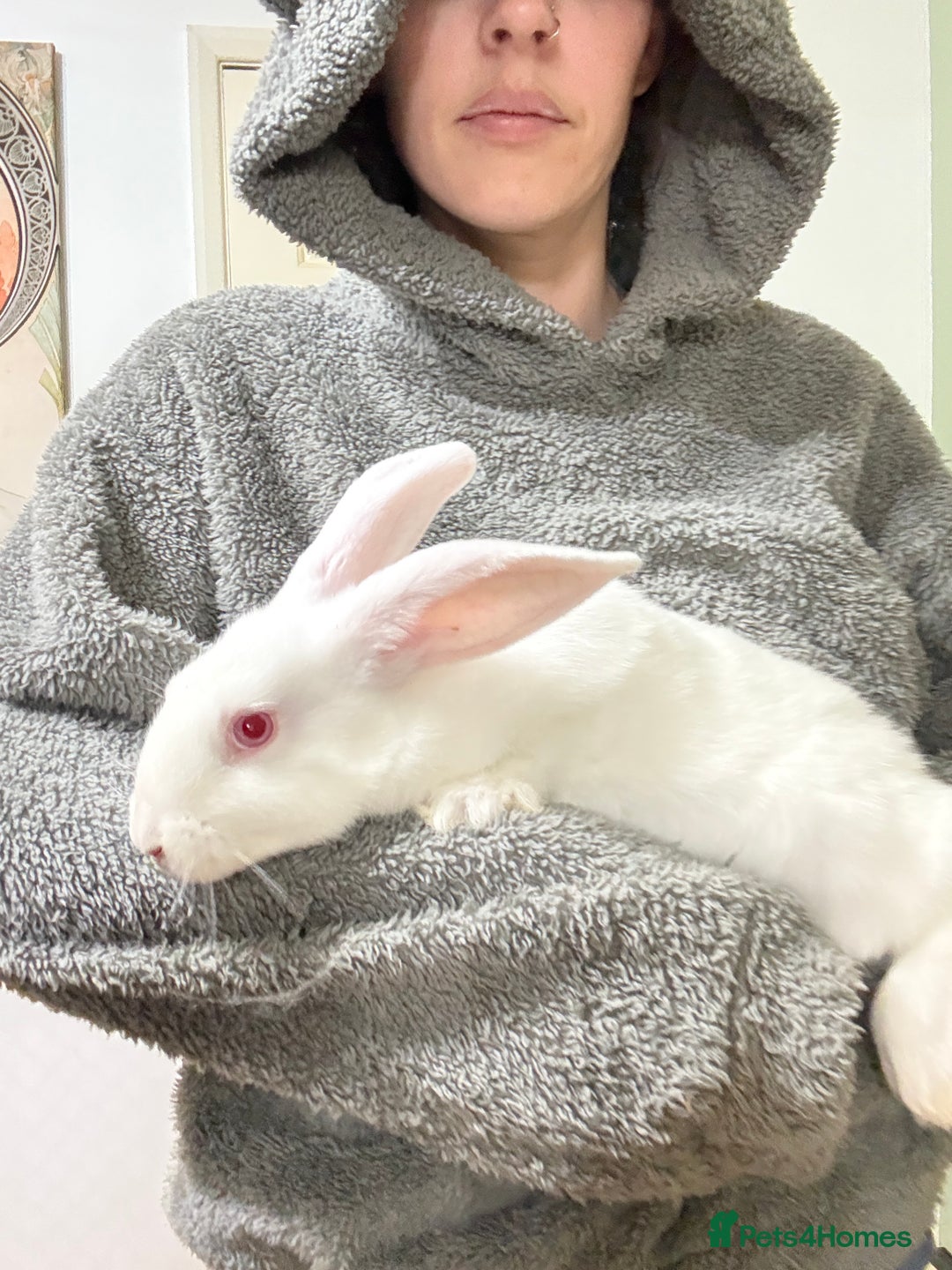 New Zealand rabbits for sale: New Zealand Does and bucks ready to leave now - Image 2