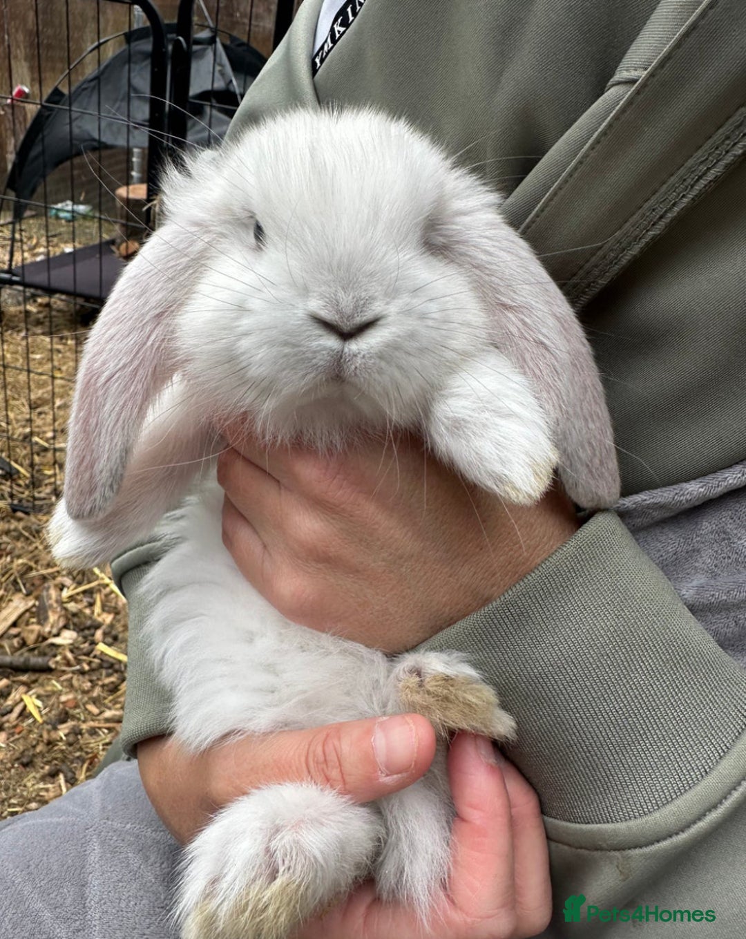 French Lop rabbits for sale: Last little girl looking for a forever home 💗 - Image 6